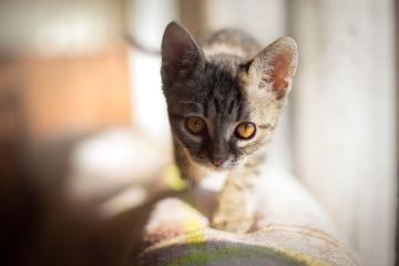 PG电子试玩官网-火力全开！国王主场压制北京队，贝恩末节爆发成关键先生